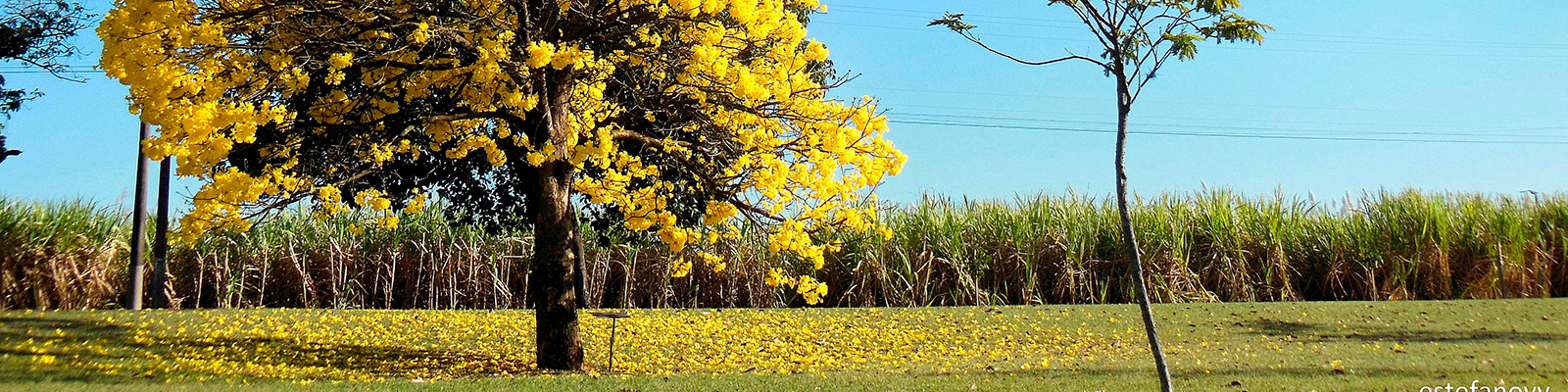 Ipê amarelo na UFSCar Araras