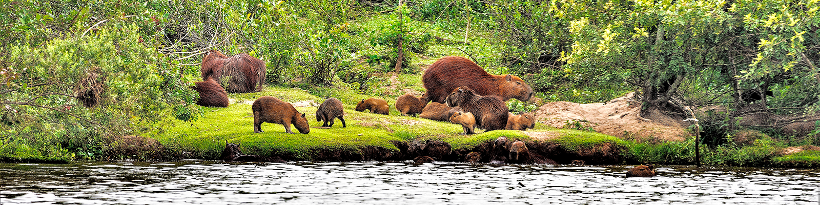 Grupo de capivaras na margem da lagoa da UFSCar Araras